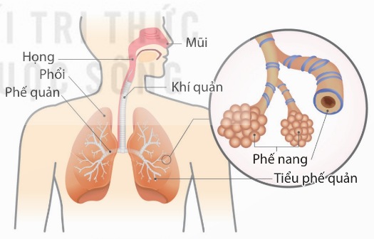Hệ hô hấp ở người
