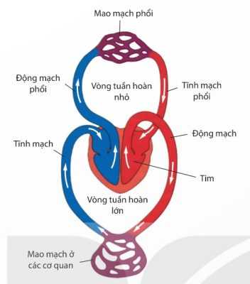 Hệ tuần hoàn ở người
