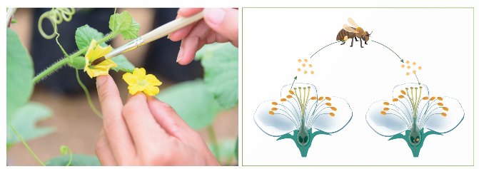 Hình 41.2 – Con người thụ phấn cho hoa; Hình 41.3 – Côn trùng thụ phấn cho hoa