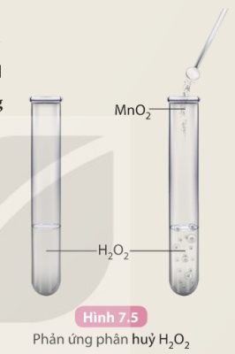 Hình 7.5 – Thí nghiệm phân huỷ $H_2O_2$ có và không có $MnO_2$