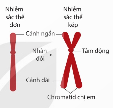 Hình dạng nhiễm sắc thể ở trạng thái đơn và kép