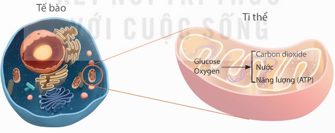 Hô hấp ở tế bào với ti thể, nguyên liệu glucose và oxygen, sản phẩm carbon dioxide, nước và năng lượng ATP