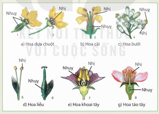 Hoa của một số loài thực vật