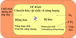 Sơ đồ chuyển hoá vật chất và năng lượng ở tế bào