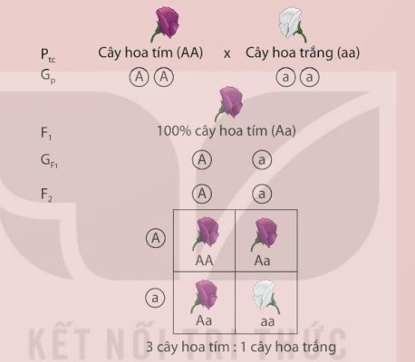 Sơ đồ giải thích thí nghiệm lai một tính trạng màu hoa
