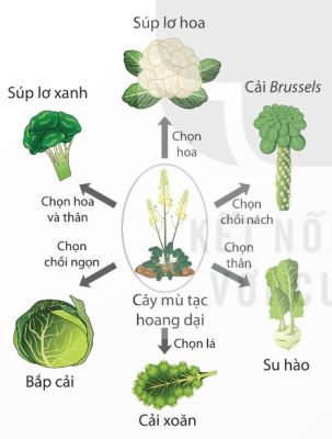 Kết quả chọn lọc nhân tạo các loài cây họ Cải (Brassicaceae)