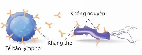 Kháng nguyên và kháng thể