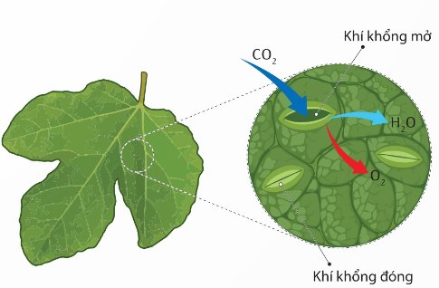 Khí khổng mở giúp hơi nước và O2 thoát ra, CO2 khuếch tán vào lá