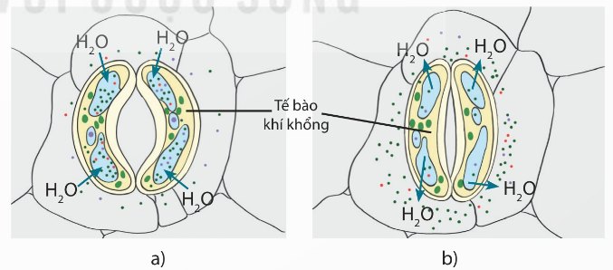 Khí khổng mở khi tế bào no nước (a) và khí khổng đóng khi tế bào mất nước (b)