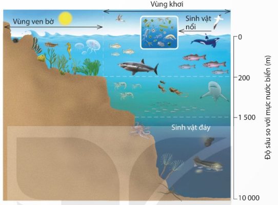 Khu sinh học biển: vùng ven bờ, vùng khơi, phân tầng theo chiều sâu
