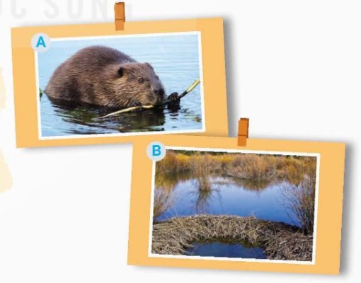 Look at the pictures and answer the questions below