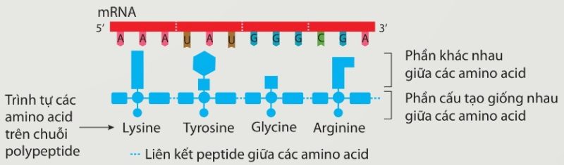 Mã di truyền quy định thành phần hoá học và cấu trúc protein