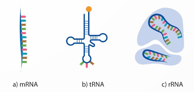 Mô hình cấu trúc các dạng RNA