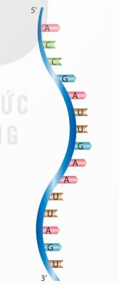 Mô hình cấu trúc đoạn RNA (Ảnh Sách KNTT)