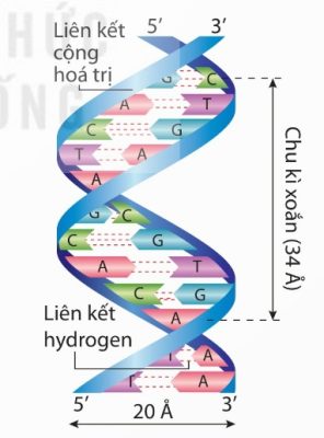 Mô hình cấu trúc một đoạn phân tử DNA (Ảnh Sách KNTT)