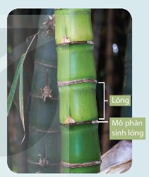 Mô phân sinh lóng ở thân cây một lá mầm