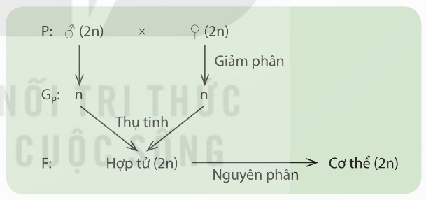Mối quan hệ giữa nguyên phân, giảm phân và thụ tinh
