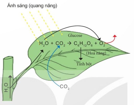 Mối quan hệ giữa trao đổi chất và chuyển hoá năng lượng trong quang hợp