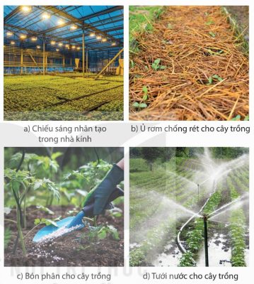 Một số biện pháp điều khiển sinh trưởng và phát triển ở thực vật: chiếu sáng nhân tạo, ủ rơm chống rét, bón phân, tưới nước