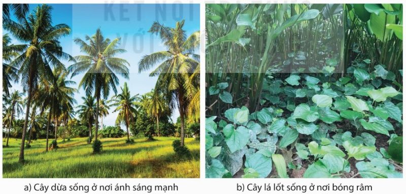 Một số cây ưa sáng và cây ưa bóng: cây dừa sống ở nơi ánh sáng mạnh và cây lá lốt sống ở nơi bóng râm