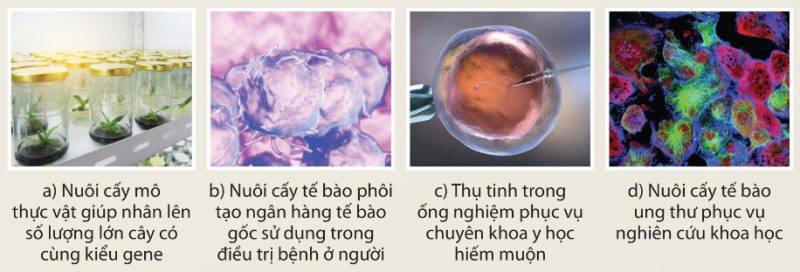 Một số công nghệ ứng dụng nguyên phân, giảm phân và thụ tinh