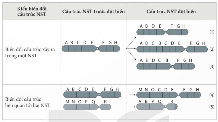 Một số dạng đột biến cấu trúc nhiễm sắc thể (Ảnh Sách KNTT)