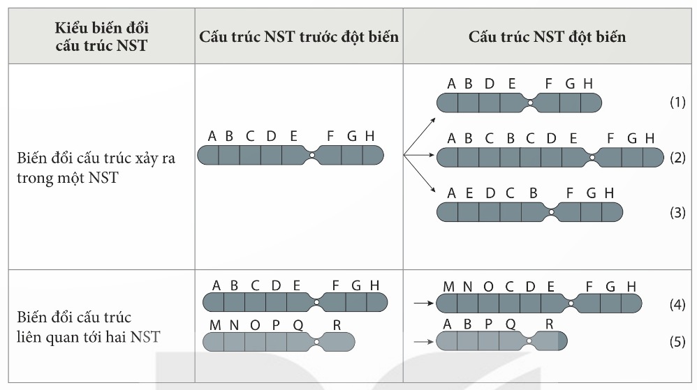 Một số dạng đột biến cấu trúc nhiễm sắc thể (Ảnh Sách KNTT)