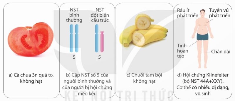 Một số dạng đột biến nhiễm sắc thể