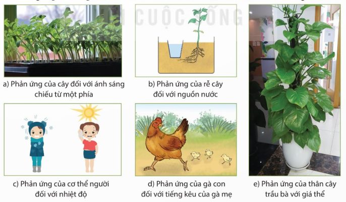 Một số hiện tượng cảm ứng ở sinh vật: cây hướng sáng, rễ hướng nước, người phản ứng với nhiệt độ, gà con phản ứng với tiếng gà mẹ, cây trầu bà quấn giá thể