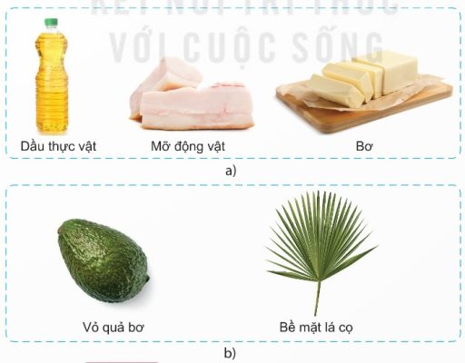 Một số loại lipid: chất béo và sáp