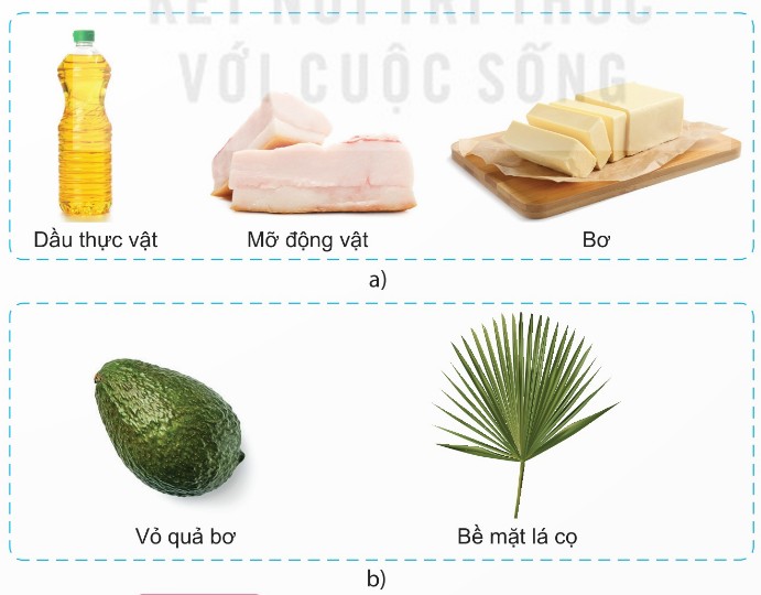 Một số loại lipid: chất béo và sáp