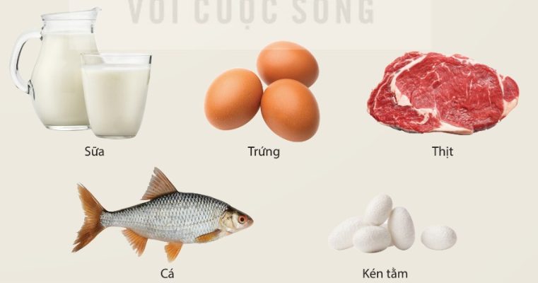 Một số sản phẩm chứa protein: sữa, trứng, thịt, cá, kén tằm
