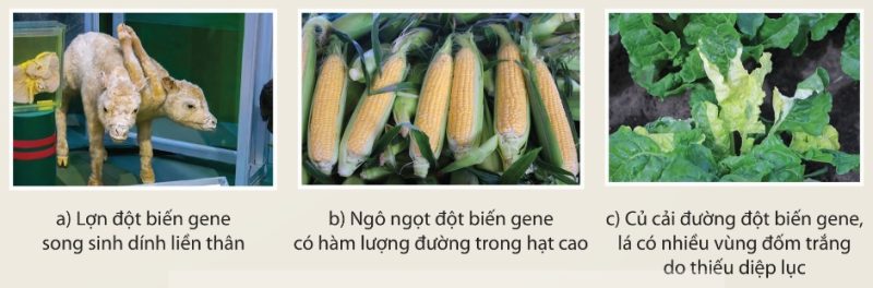 Một số thể đột biến ở thực vật và động vật