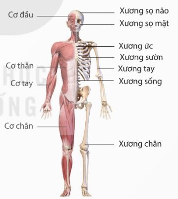 Một số xương và cơ của hệ vận động