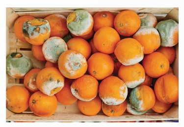 Nấm mốc ở quả cam