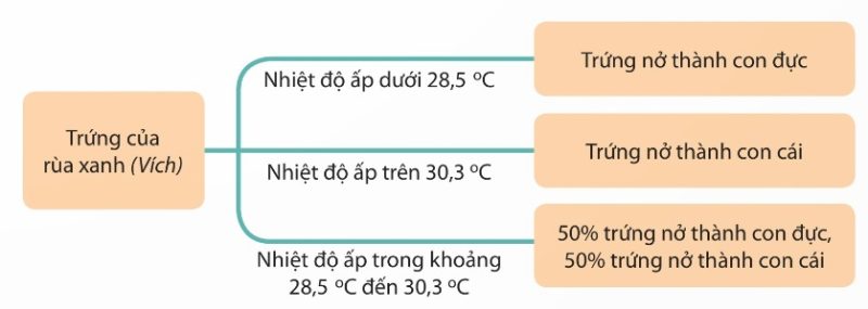 Nhiệt độ ấp trứng ảnh hưởng đến giới tính rùa con ở loài rùa xanh (Vích)
