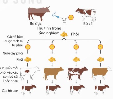 Nuôi cấy phôi ở bò