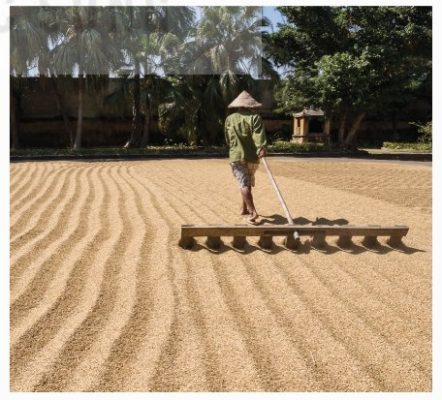 Phơi khô để bảo quản hạt lúa
