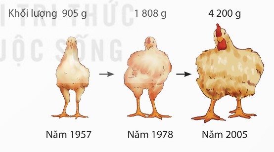 Quá trình chọn lọc các giống gà "siêu thịt" qua thời gian