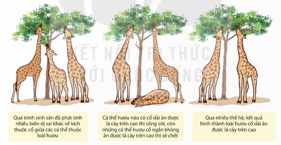 Quá trình hình thành loài hươu cao cổ theo quan điểm của Darwin
