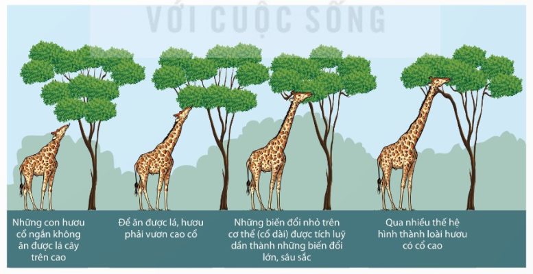 Quá trình hình thành loài hươu cao cổ theo quan điểm của Lamarck (Ảnh Sách KNTT)