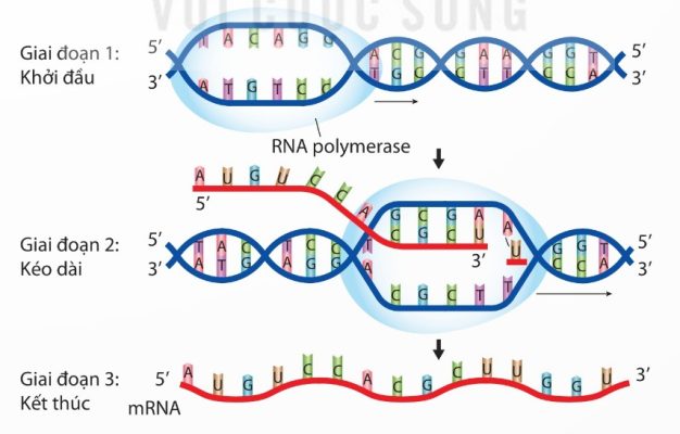 Quá trình phiên mã từ một gene