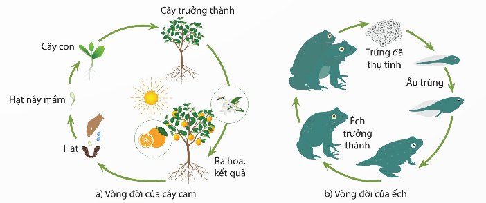Quá trình sinh trưởng và phát triển trong vòng đời của sinh vật: vòng đời cây cam và vòng đời ếch