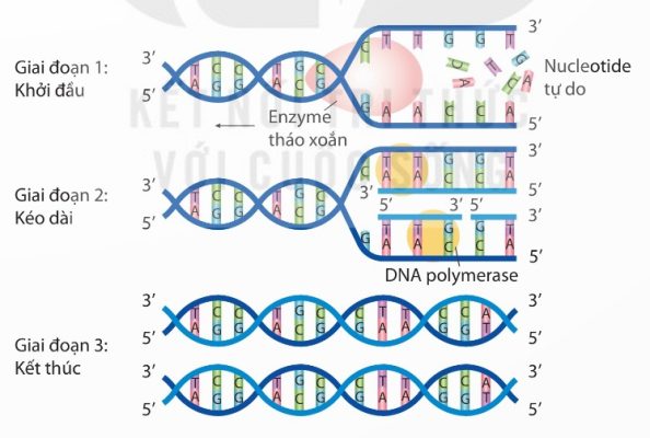 Quá trình tái bản DNA