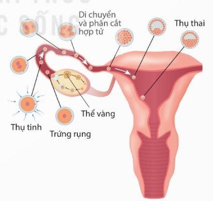 Quá trình thụ tinh và thụ thai