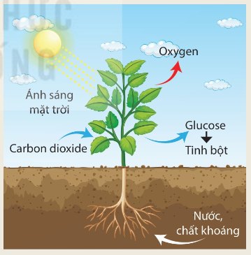 Quang hợp ở thực vật với nguyên liệu và sản phẩm