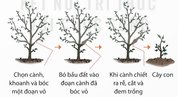Quy trình chiết cành