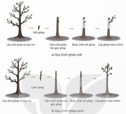 Quy trình ghép mắt và ghép cành
