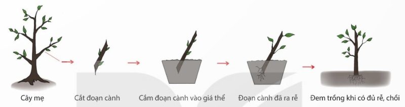 Quy trình giâm cành