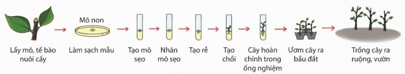 Quy trình nuôi cấy tế bào và mô thực vật